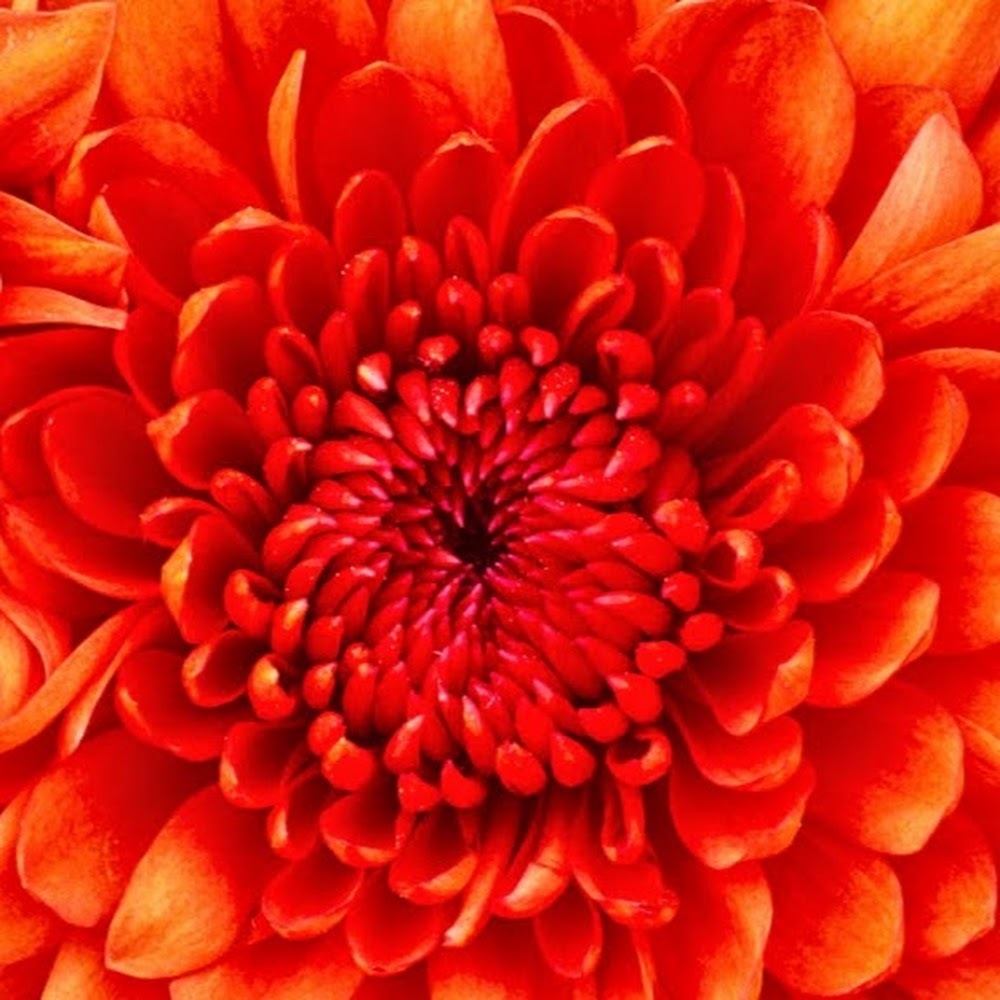 Meet your Posher, Atley